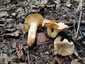 Halvány rókagomba (Cantharellus pallens), Retyezát